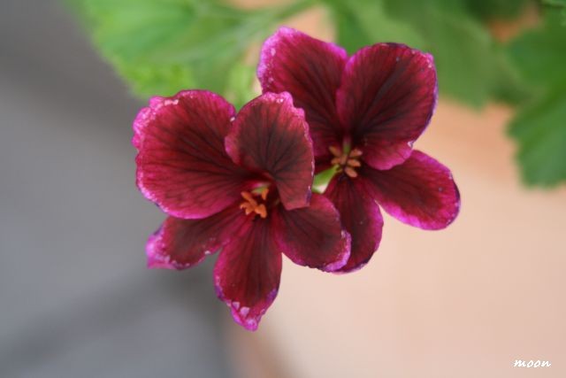 engleska pelargonija